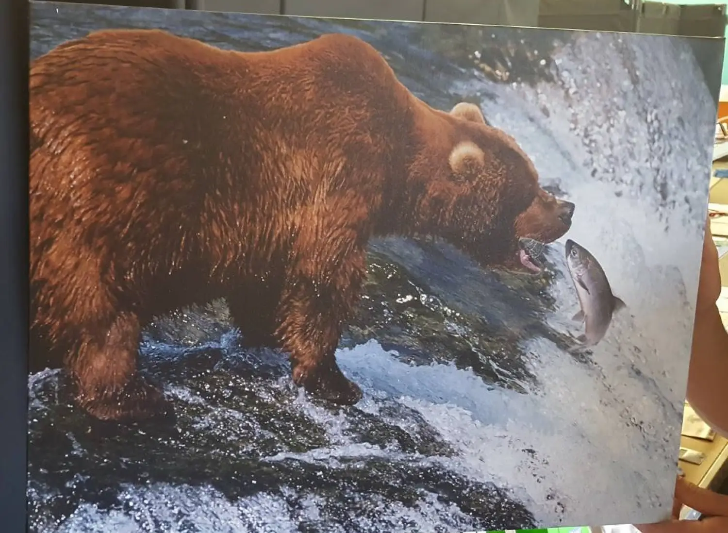 Bear catching fish in river.